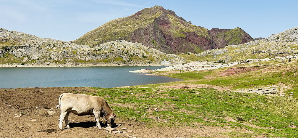 Lac d'Estaens et une vache
