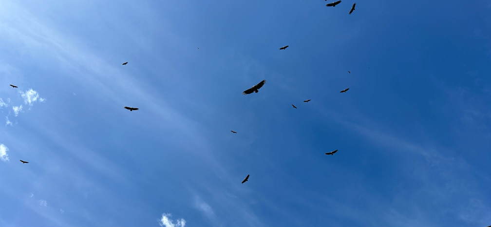 Vols de Vautours fauves