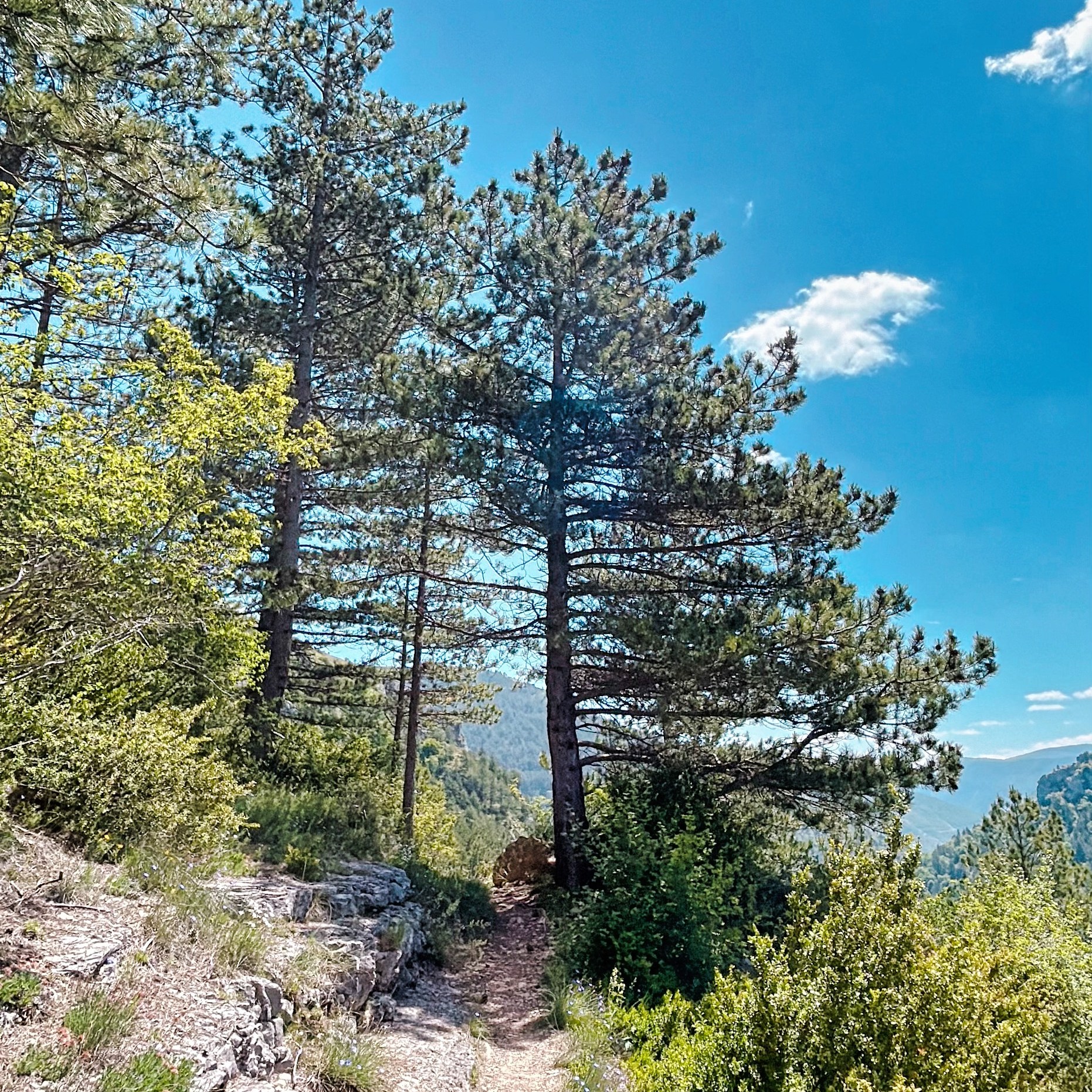 GORGES DU TARN - En hauteur à Sainte-Enimie par le domaine des Boissets