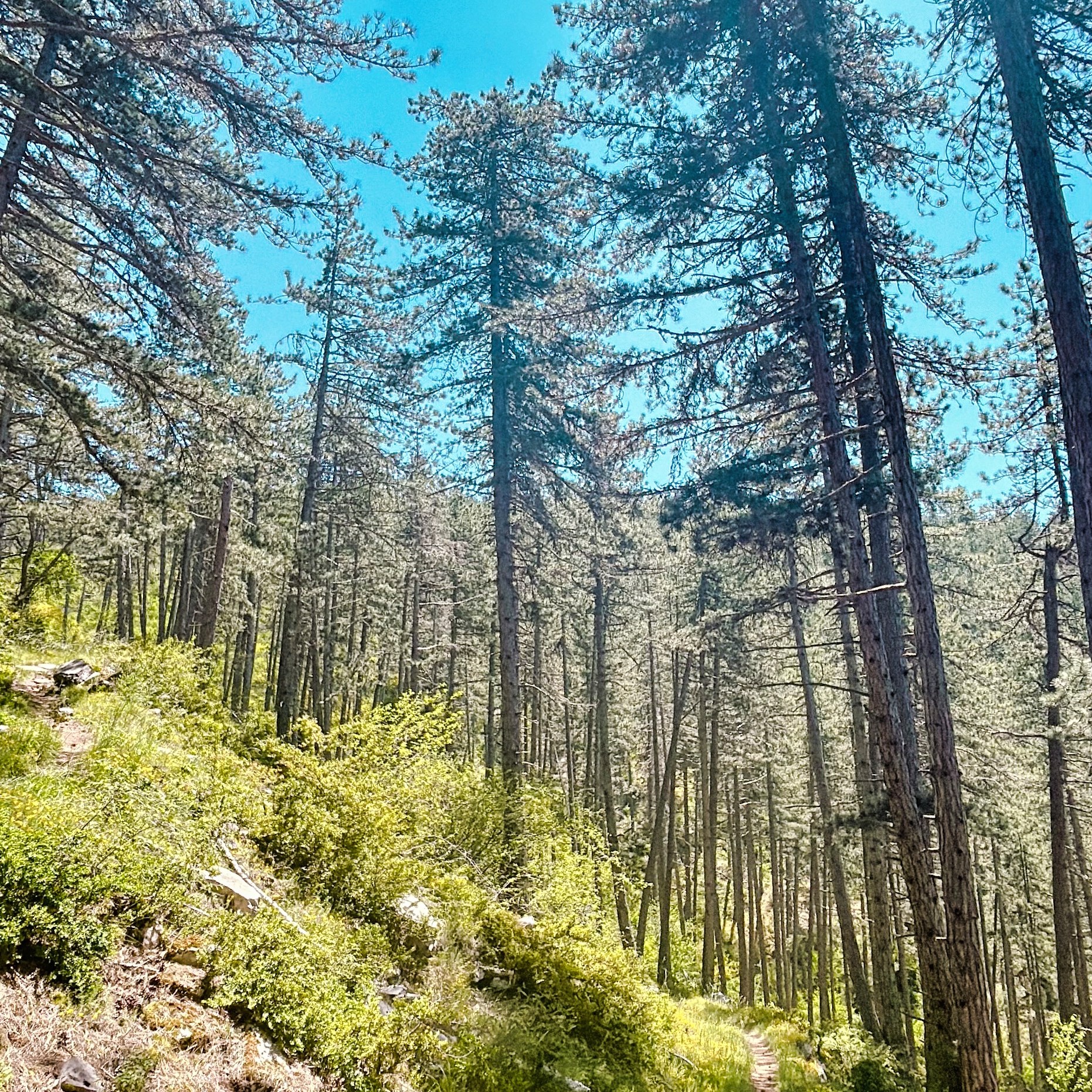 GORGES DU TARN - En hauteur à Sainte-Enimie par le domaine des Boissets