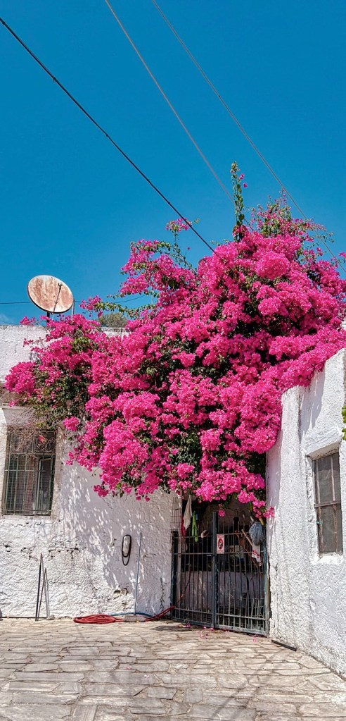 Bougainvillier à Polyrrinia
