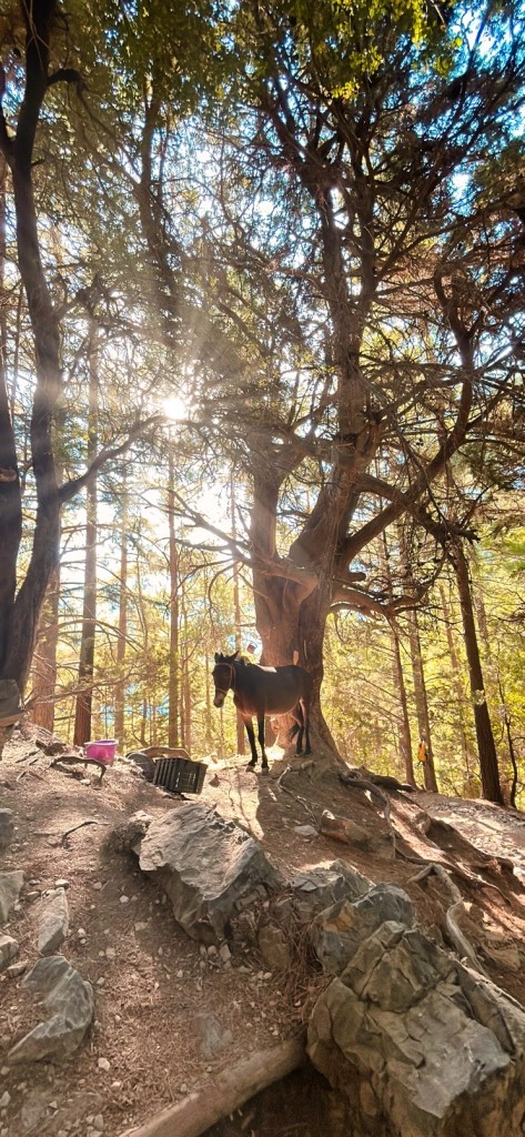 Randonnée dans les gorges de Samaria