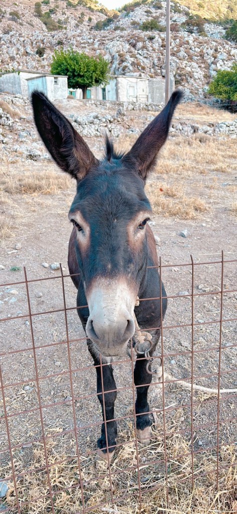 Début de la randonnée dans les gorges d'Imbros avec l'accueil d'un âne