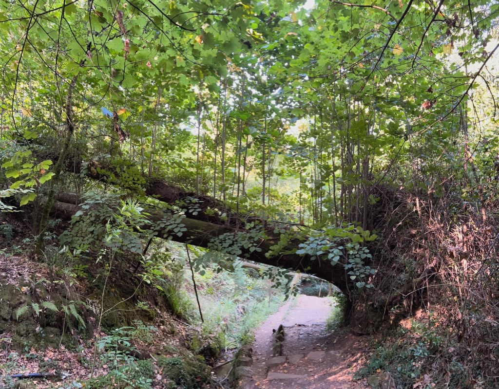 L'incroyable diversité du parc Buçaco