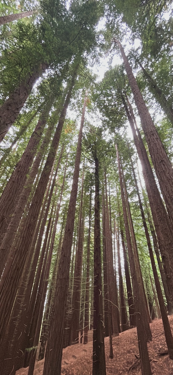 Forêt de Séquoias géants