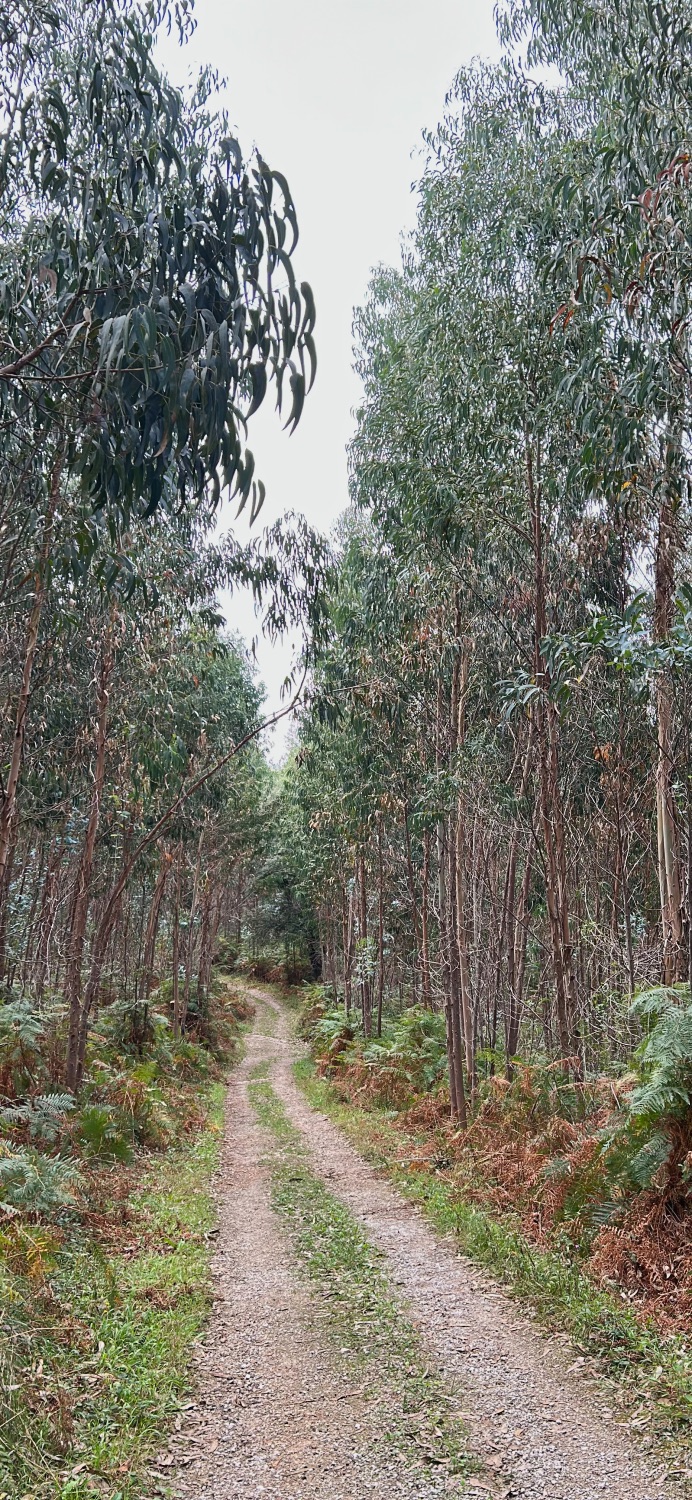 Boucle Cueva el Pindal – Selle au départ de Colombres