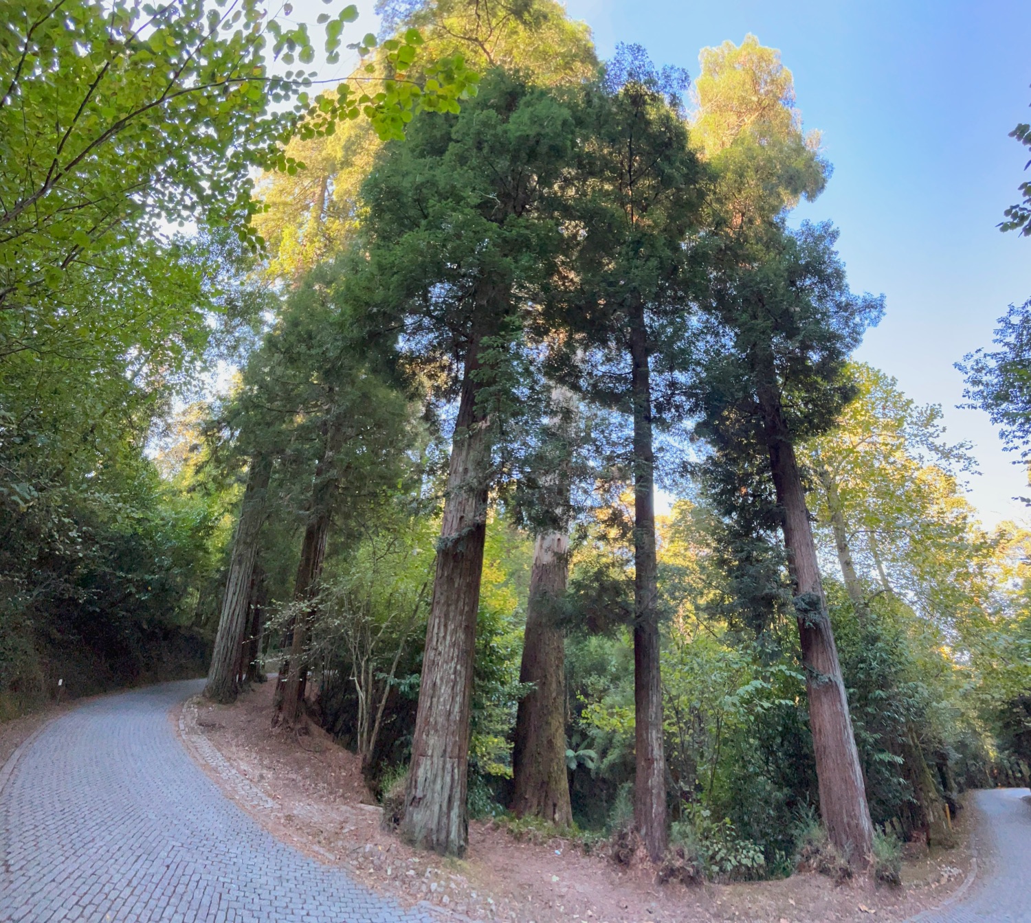 L'incroyable diversité du parc Buçaco